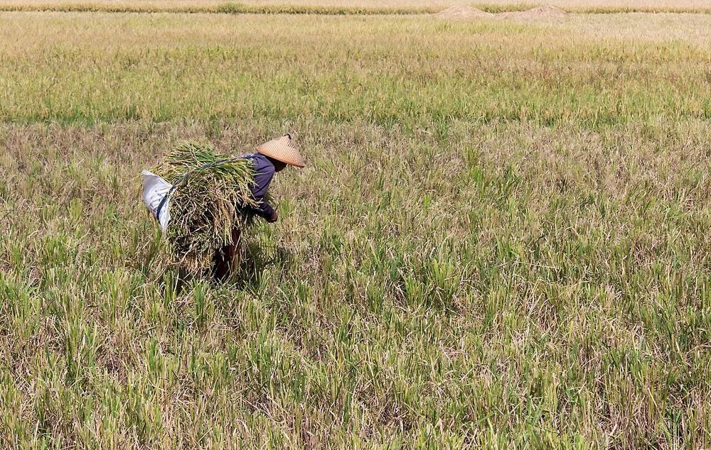 Startup Lokal Kembangkan Aplikasi Pertanian Berbasis Kecerdasan Buatan